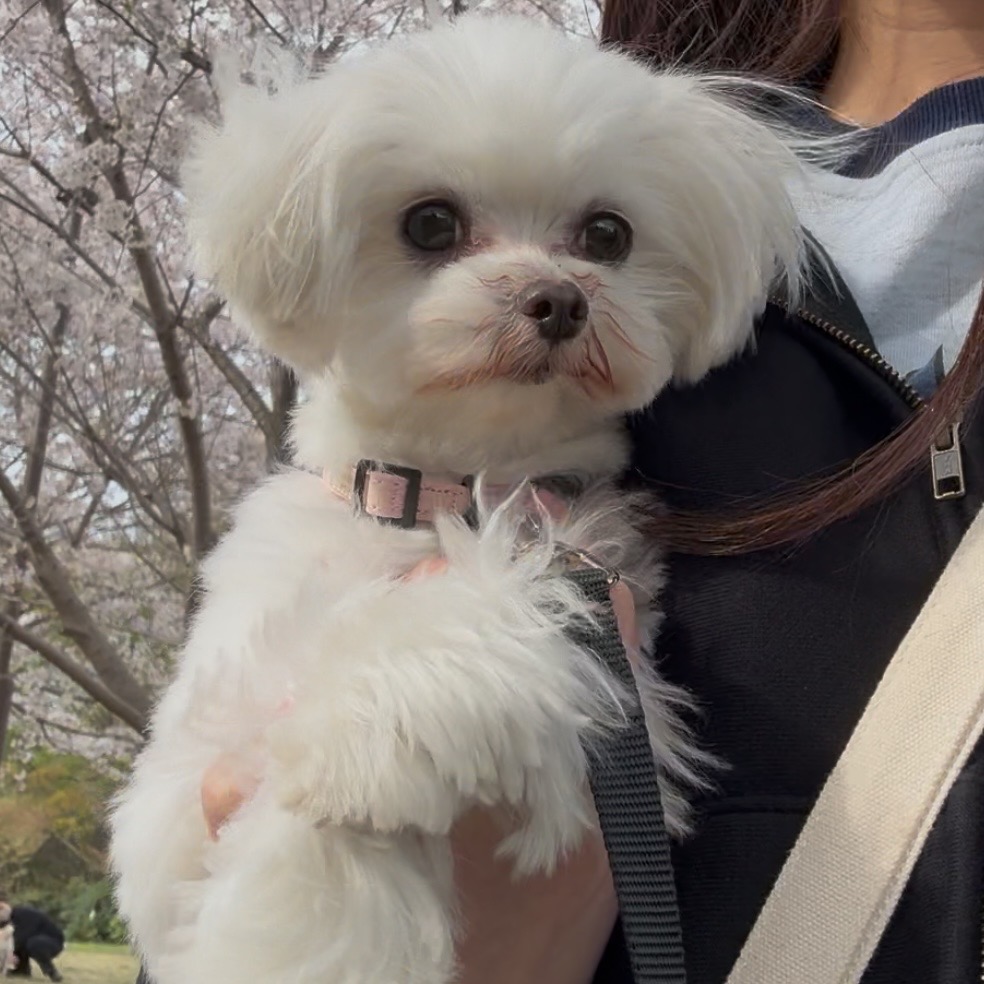 ☆卒業犬かずはちゃんの近況☆